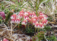 mountain-berry-flowers-ali